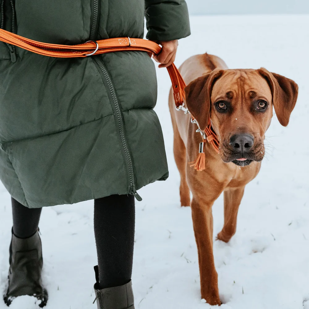 T-Leash Cannes 20/200 Cowleather orange