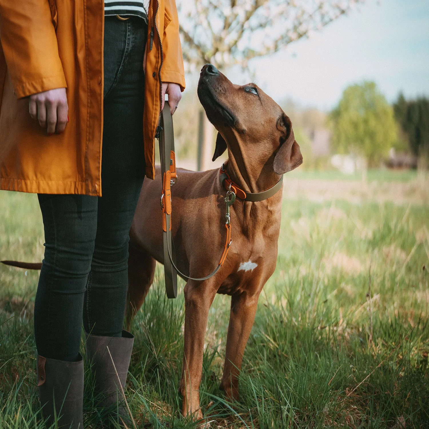 HUNTER - Collar Wolmar 55/M Biothane/Leather khaki/orange