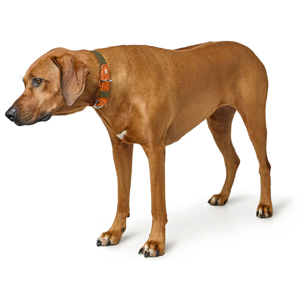 HUNTER - Collar Wolmar 55/M Biothane/Leather khaki/orange