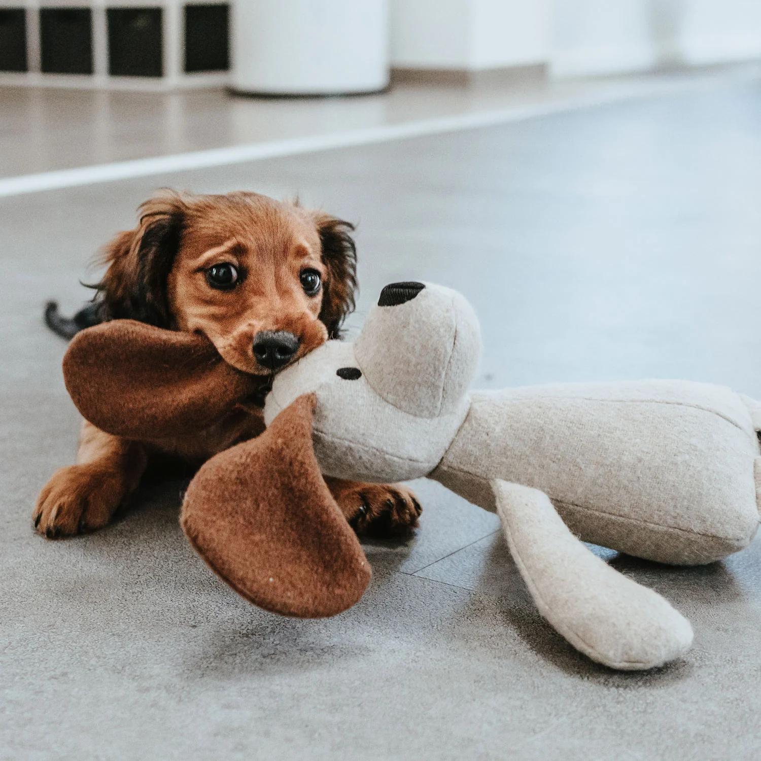 Toy Dog Marle