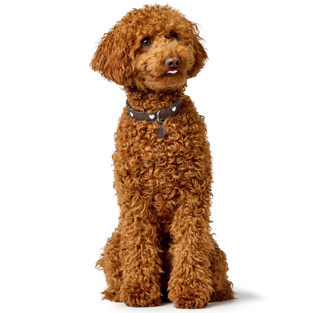 HUNTER - Love - Collar