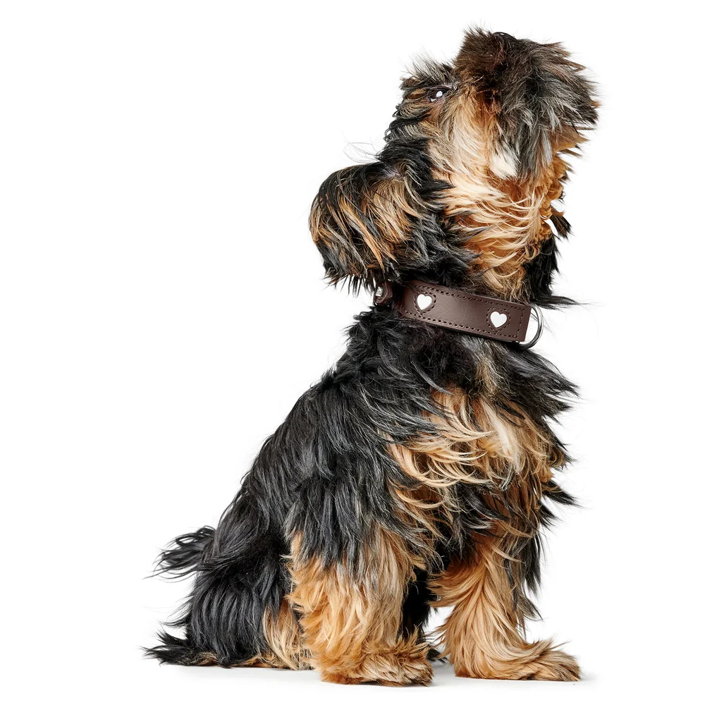 HUNTER - Love - Collar