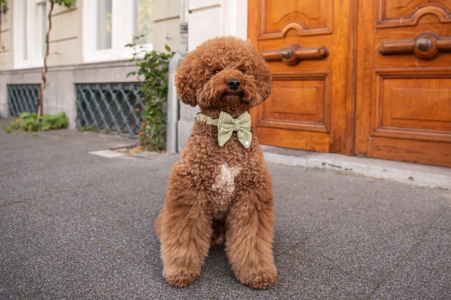 Kae Bow Tie Sailor 
