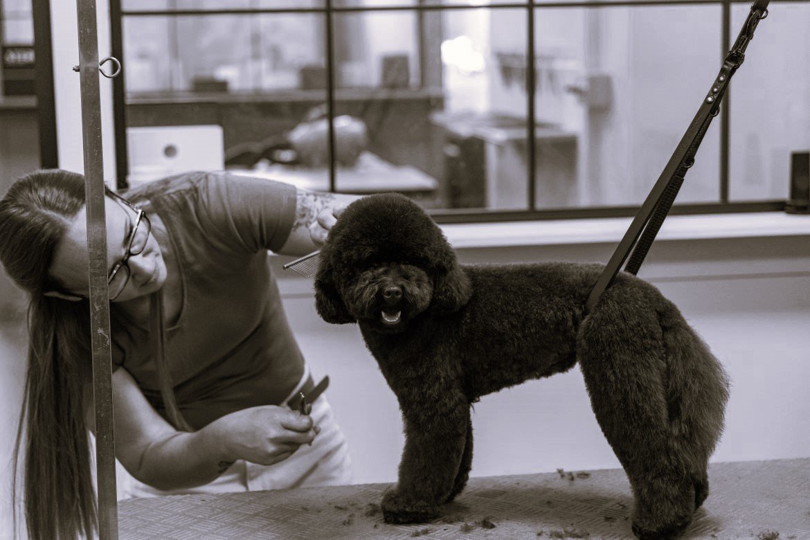 Dogs & Diva's
