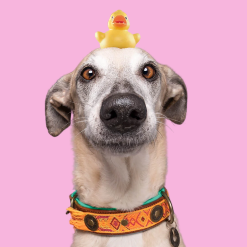 DWAM - Boho - Chica