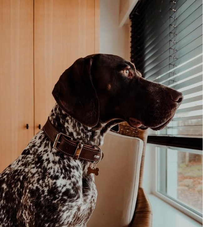 HUNTER - Aalborg Special - Collar